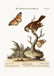 Der Gelbkopf-Indianersperling, 1749-73